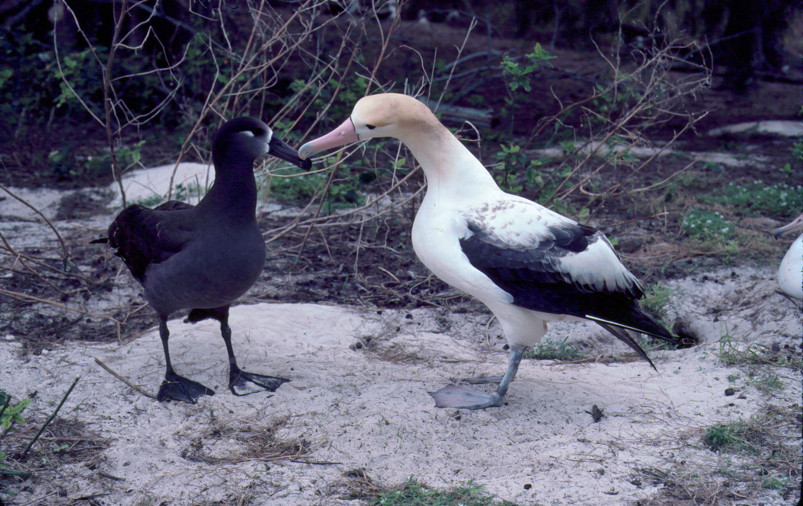 albatross Short-tailed albatross | bird | Britannica